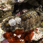 Chiton sp. 8